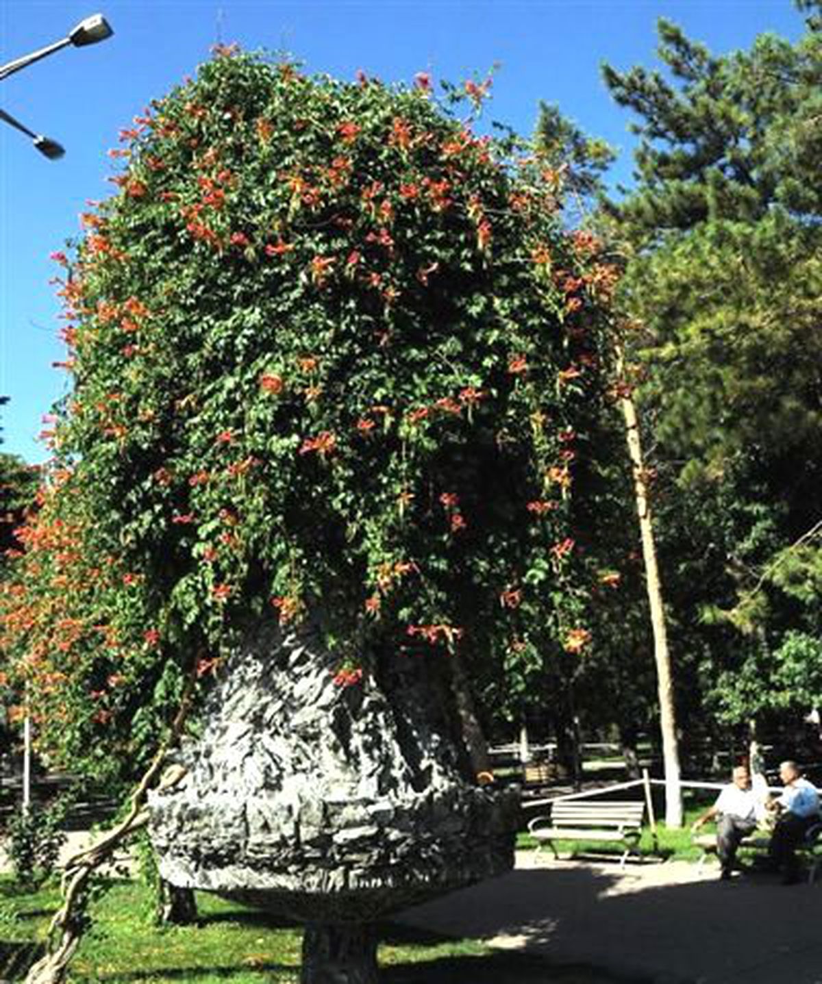 Acem Borusu 60 Yıldan Bu Yana Çiçek Açıyor