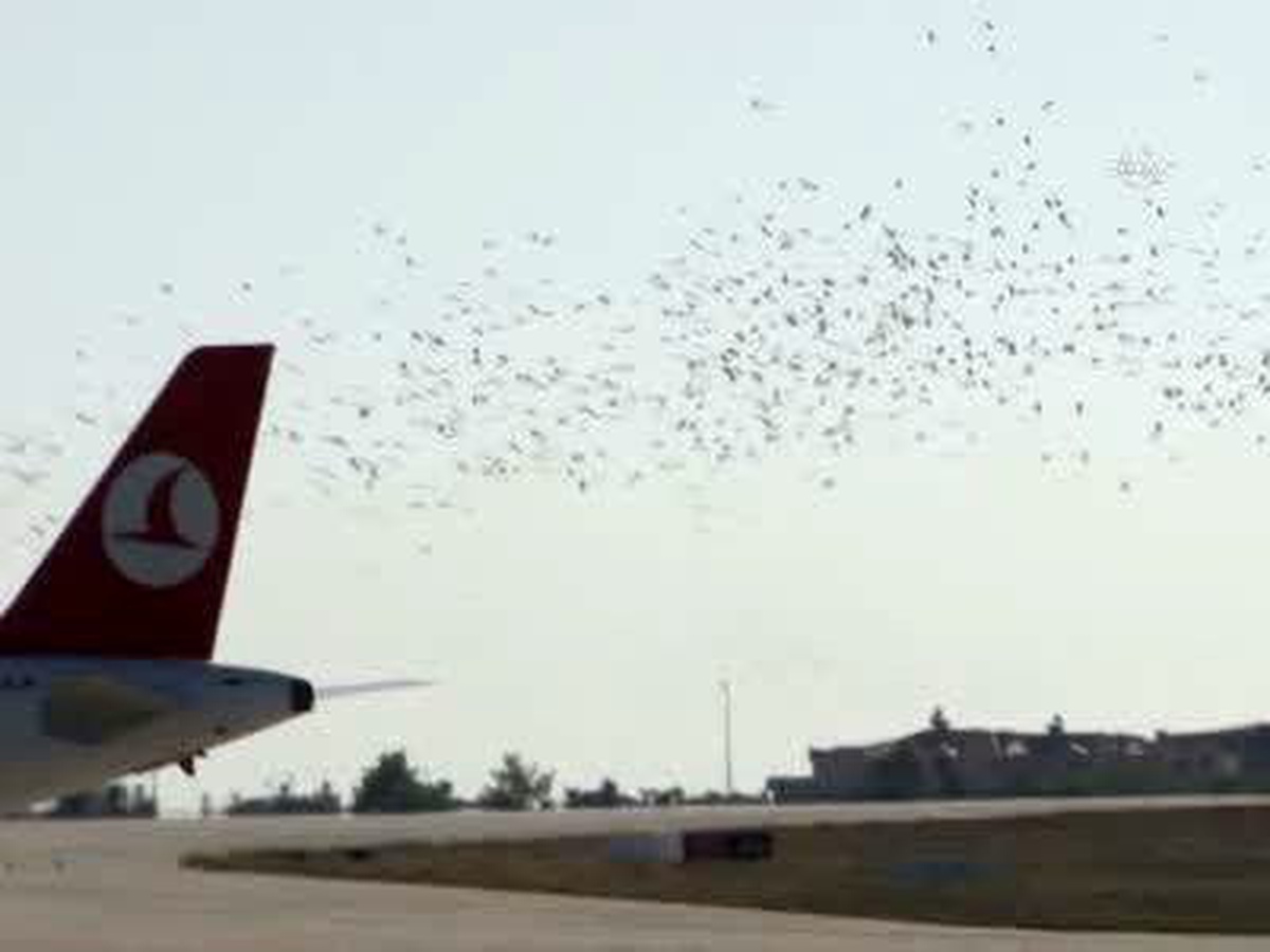 Atatürk Havalimanında Leylekler Uçuşları Aksatıyor