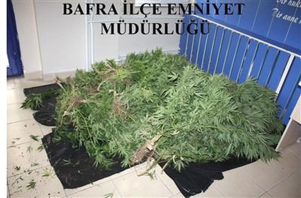 Bafra\'da Uyuşturucu Operasyonu