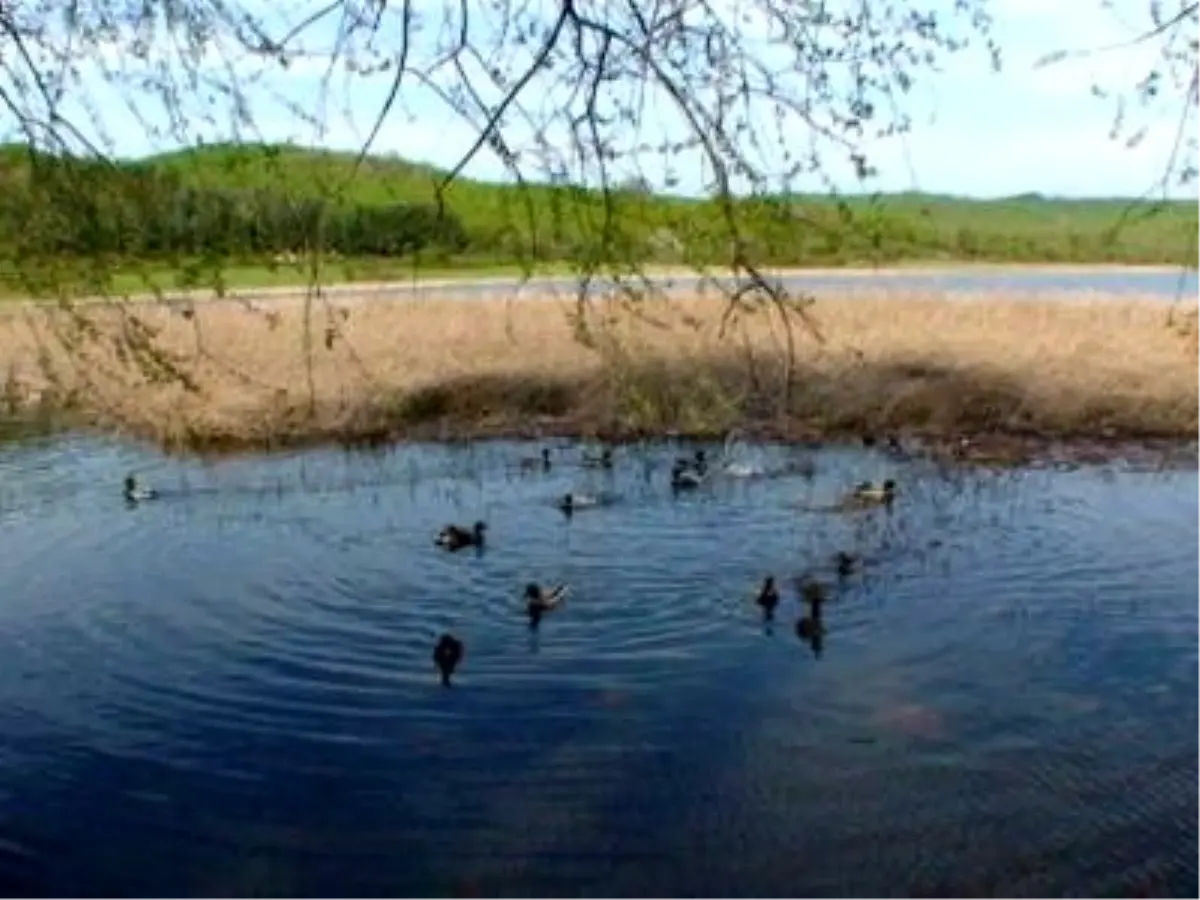 Kumluca\'da Doğaya Bırakılan Yeşilbaş Yaban Ördekleri