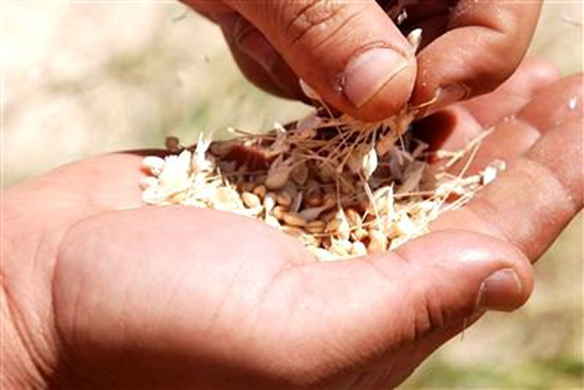 Şanlıurfa Ticaret Borsası\'nda Buğday İhalesi Yapılacak