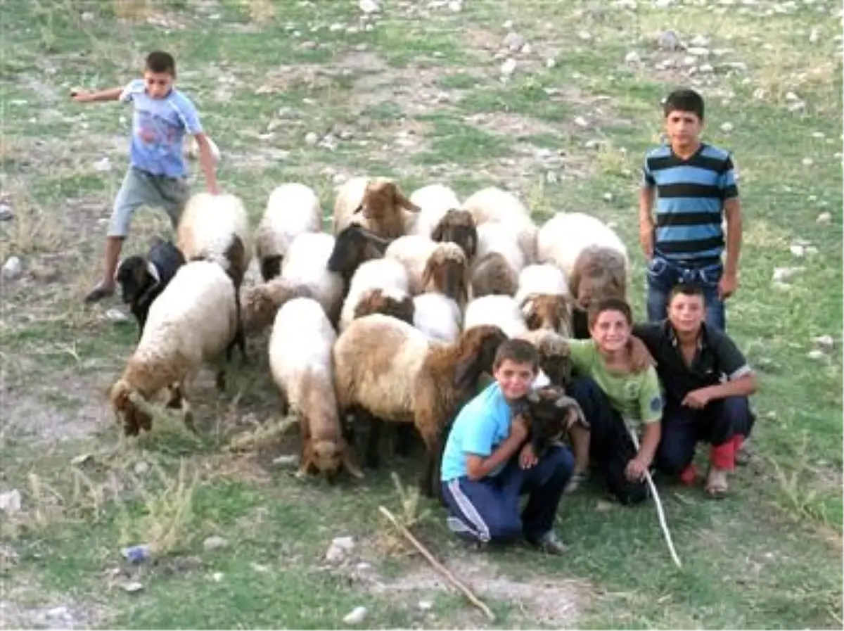 Tatilde Çobanlık Yapan Çocuklar, Okulların Açılmasını Bekliyor