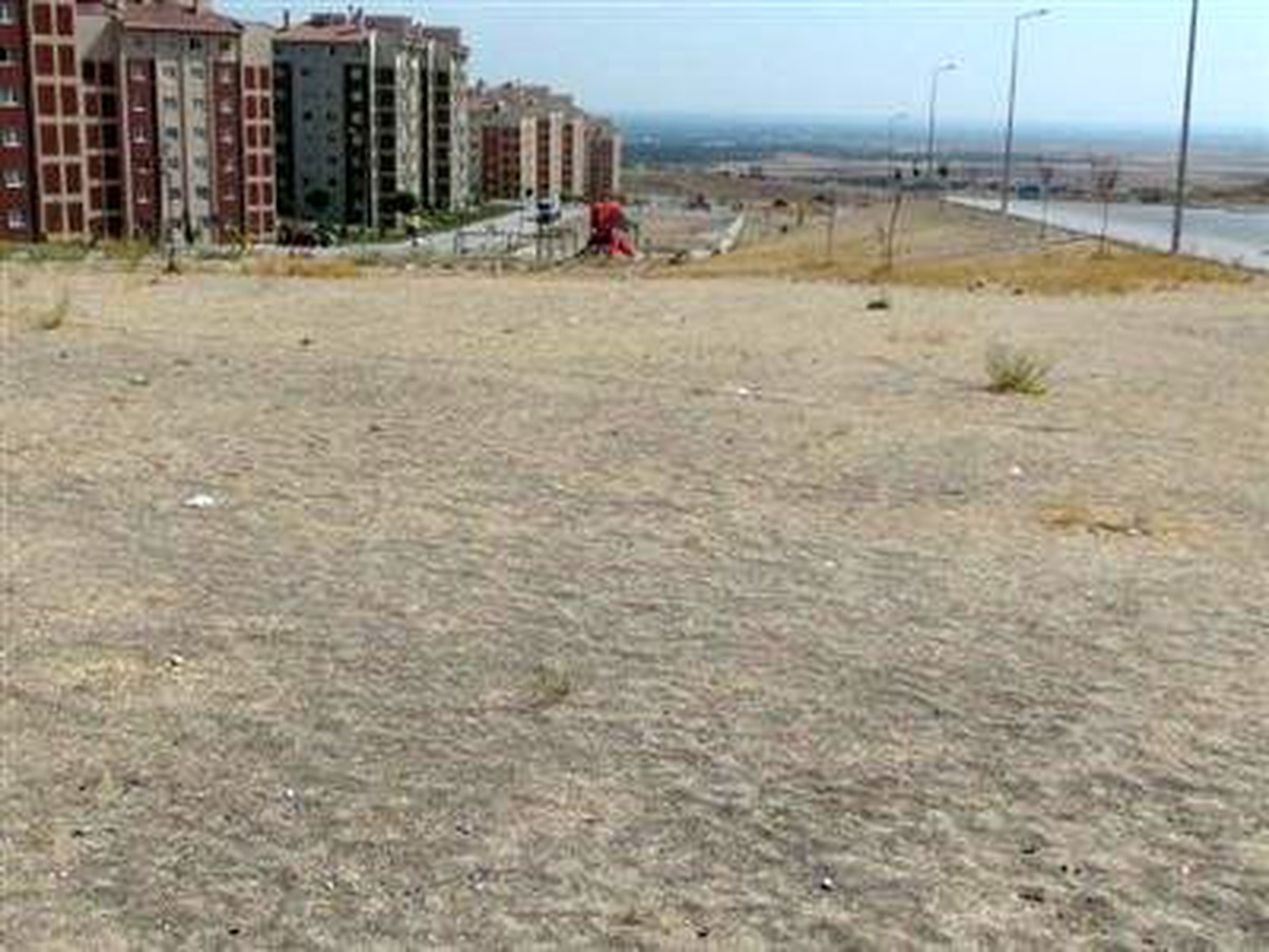 650 Çam Fidanı Sulanmadığı İçin Kurudu İddiası