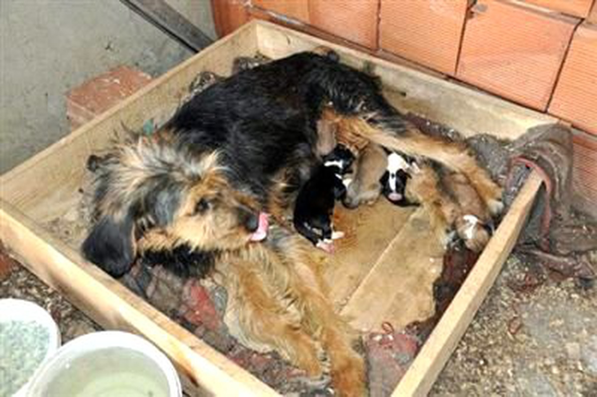Cins Av Köpeği, 5 Yavrusunun Yanından Çalındı