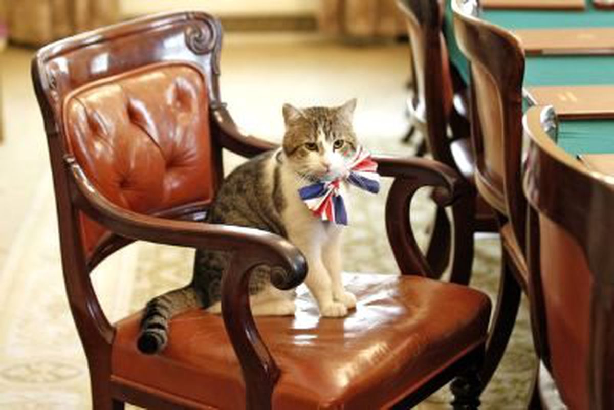 Downing Street\'in Larry\'si Kedi Olalı Bir Fare Tuttu
