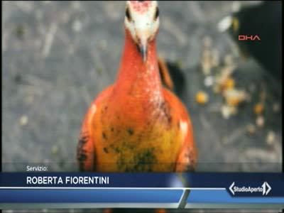 Güvercinlerin Boyanmasına Tepki