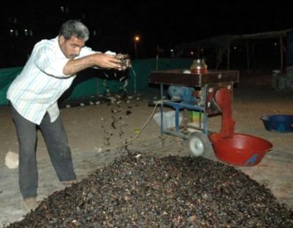 İsotun Tarladan Sofralara Uzanan Öyküsü