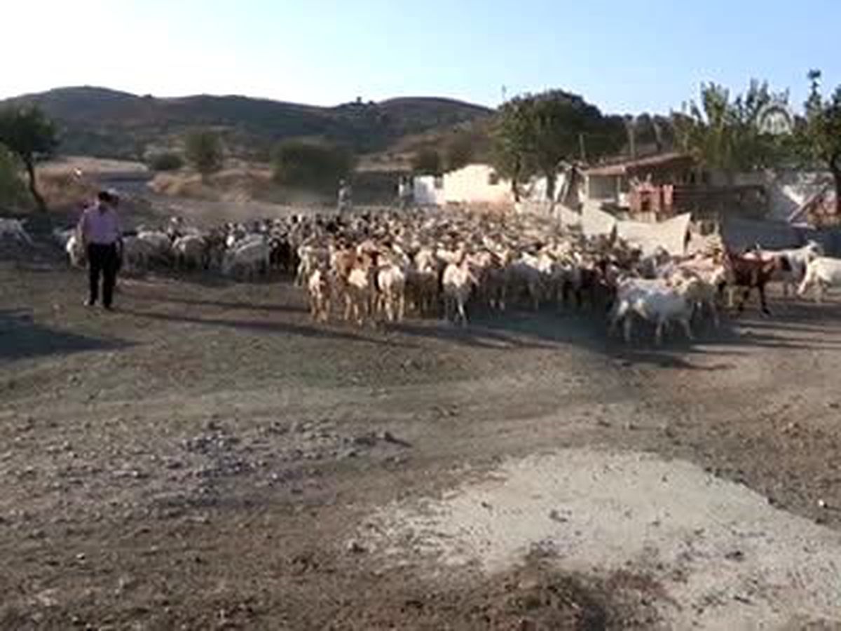 "Keçiler" Masum Çıktı