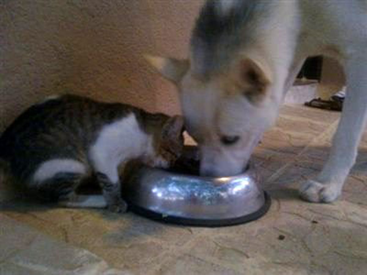 Kediyle Köpeğin Dostluğu