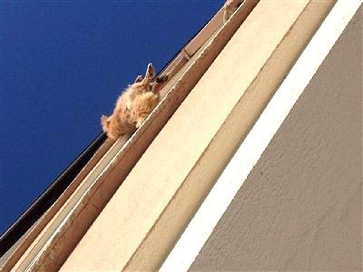 Kendini Balkondan Atan Köpeğe Otopsi