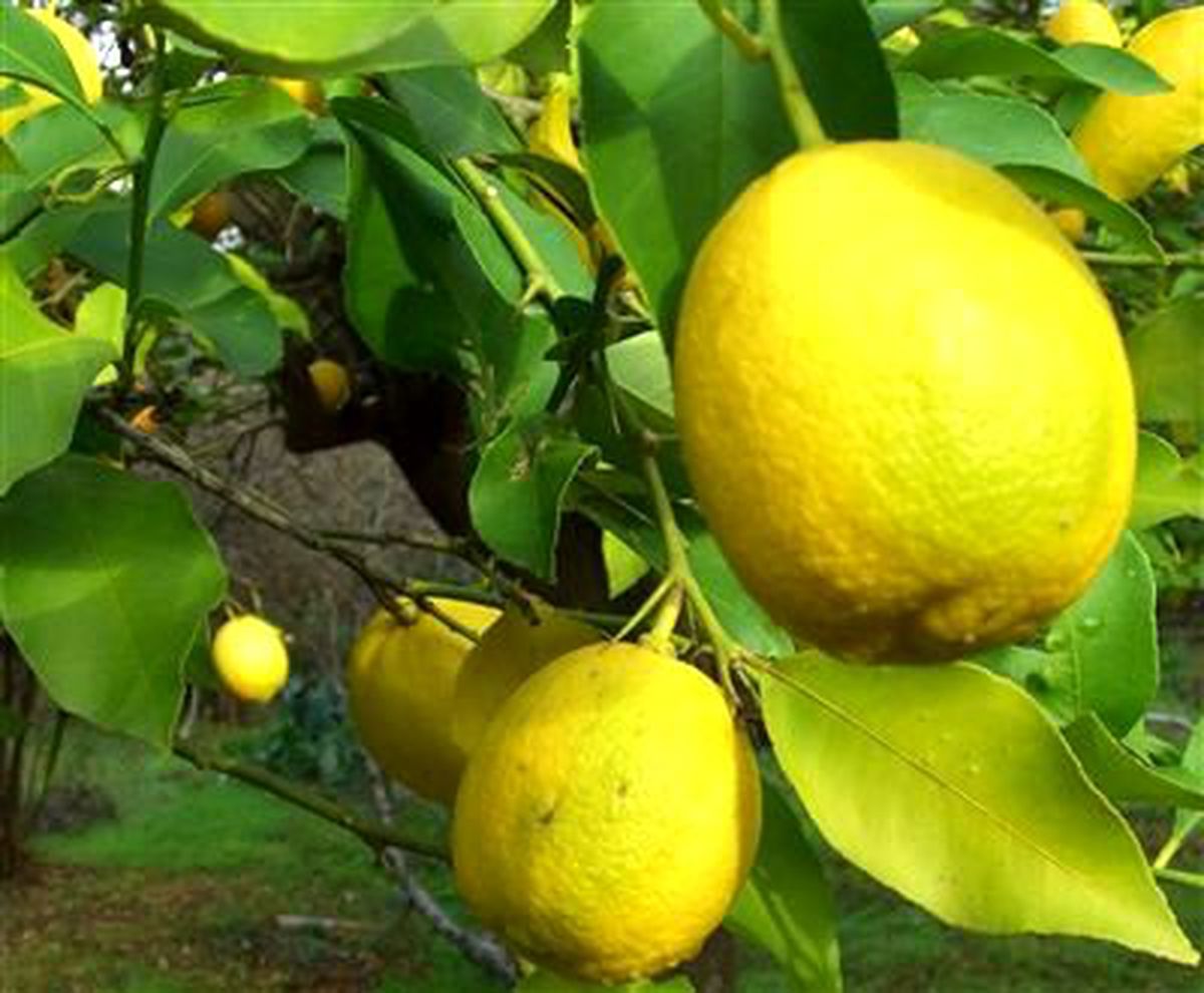 Limon İhalesi İlgi Görmedi