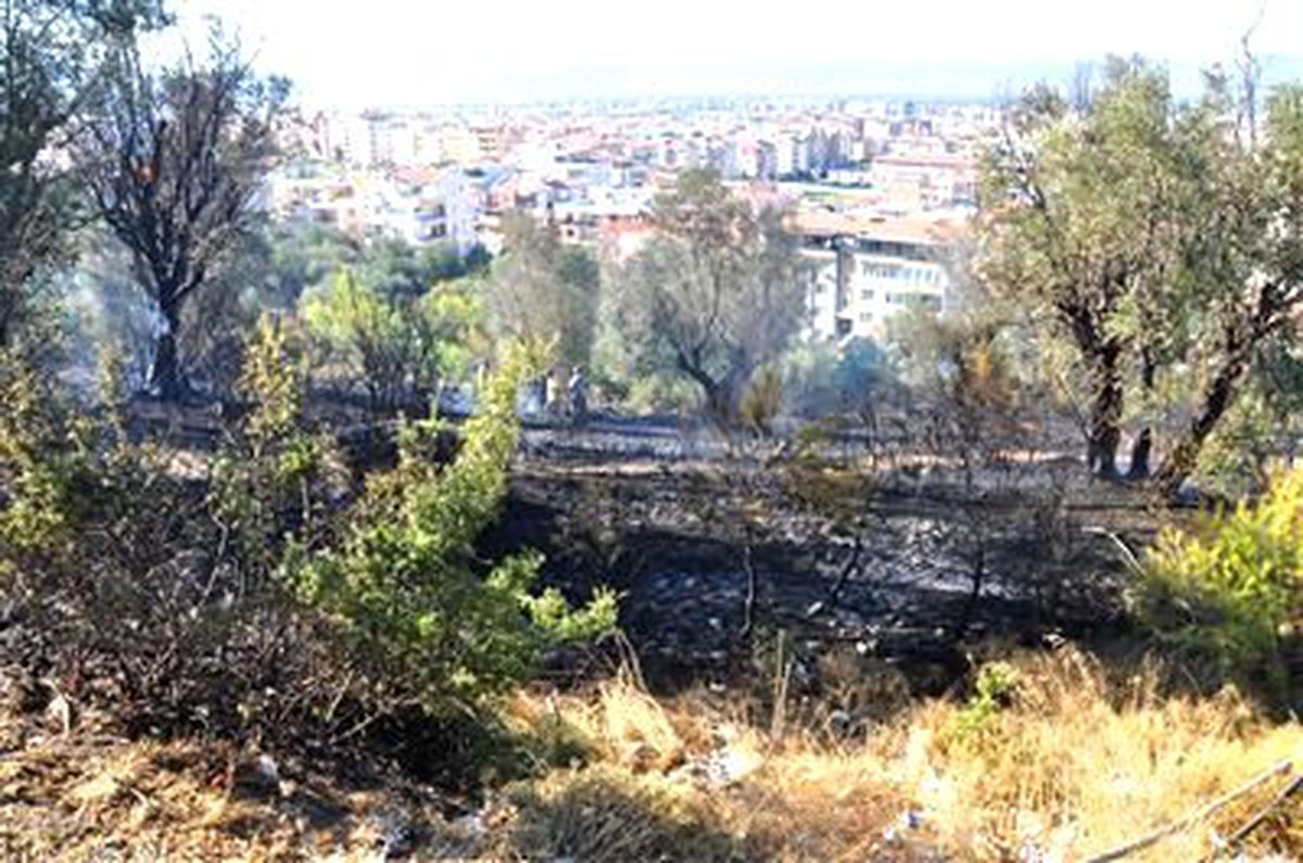Manisa\'da Zeytinlik Alan Yandı