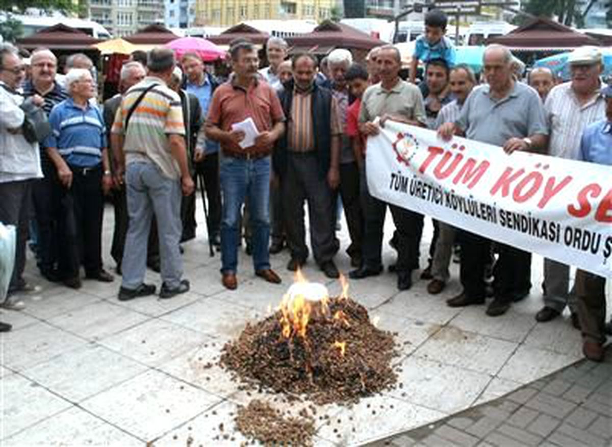 Ordu\'da Üreticiler Fındık Yaktı