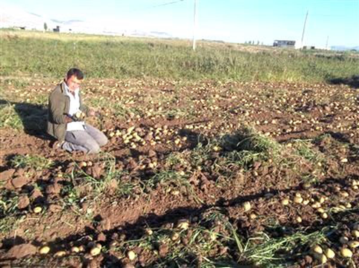 Patates Üreticilerine Ödeme Müjdesi