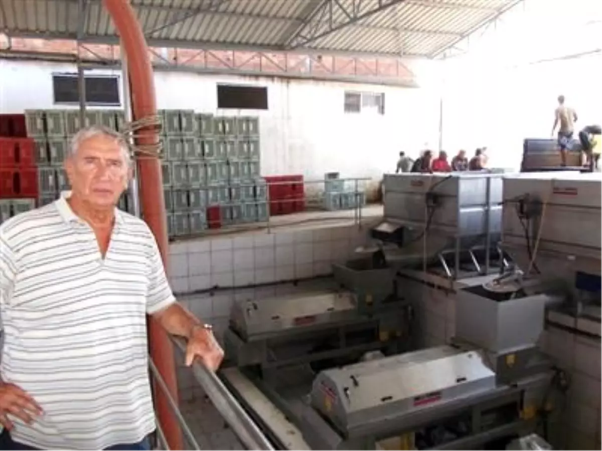 Şarköy\'de Üzüm Alım Kampanyası Dönemi Başladı