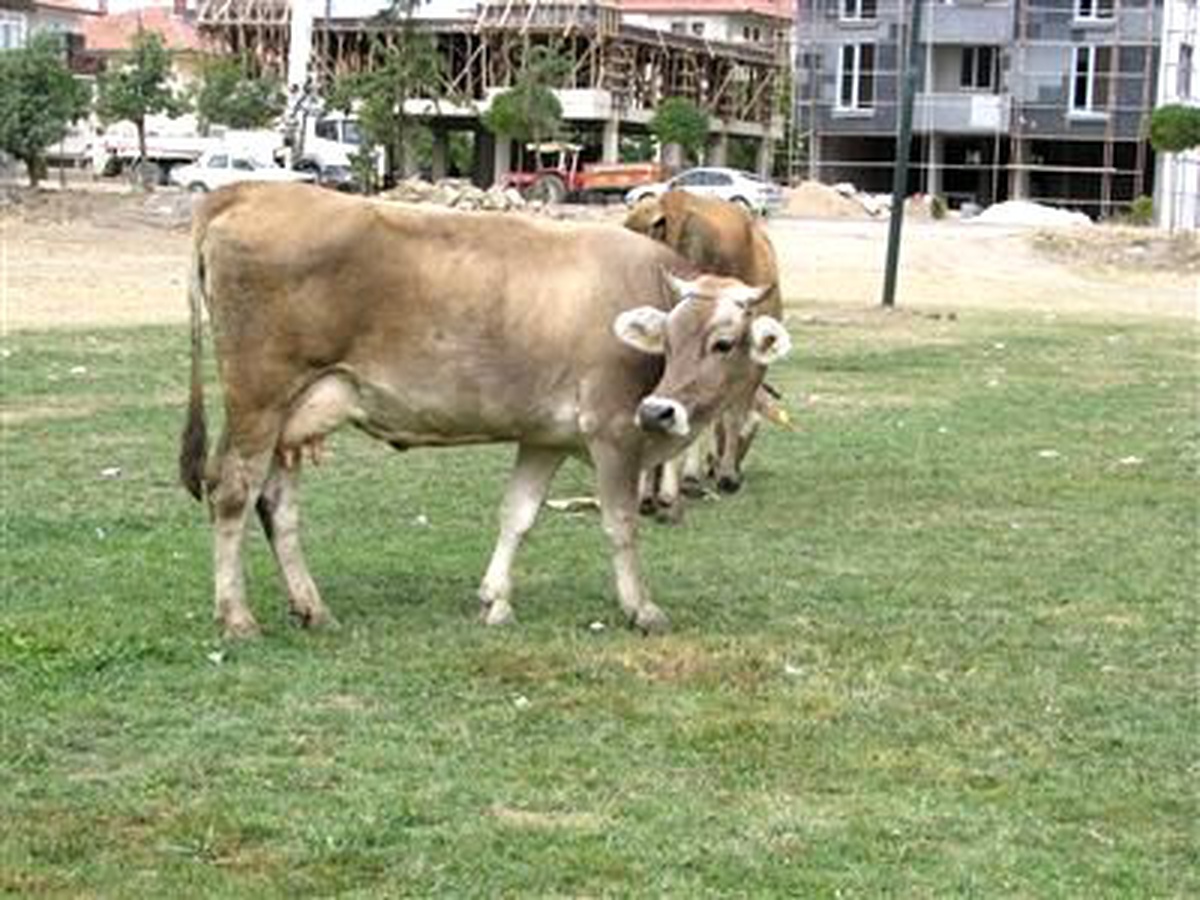 Sorgun Er Meydanı İneklerin Otlak Alanı Oldu