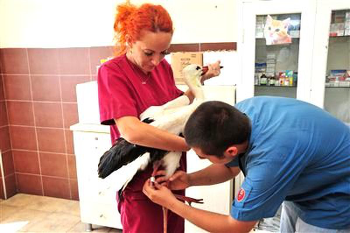 Uçamayan Leylek, Beylikdüzü\'nde Bakıma Alındı