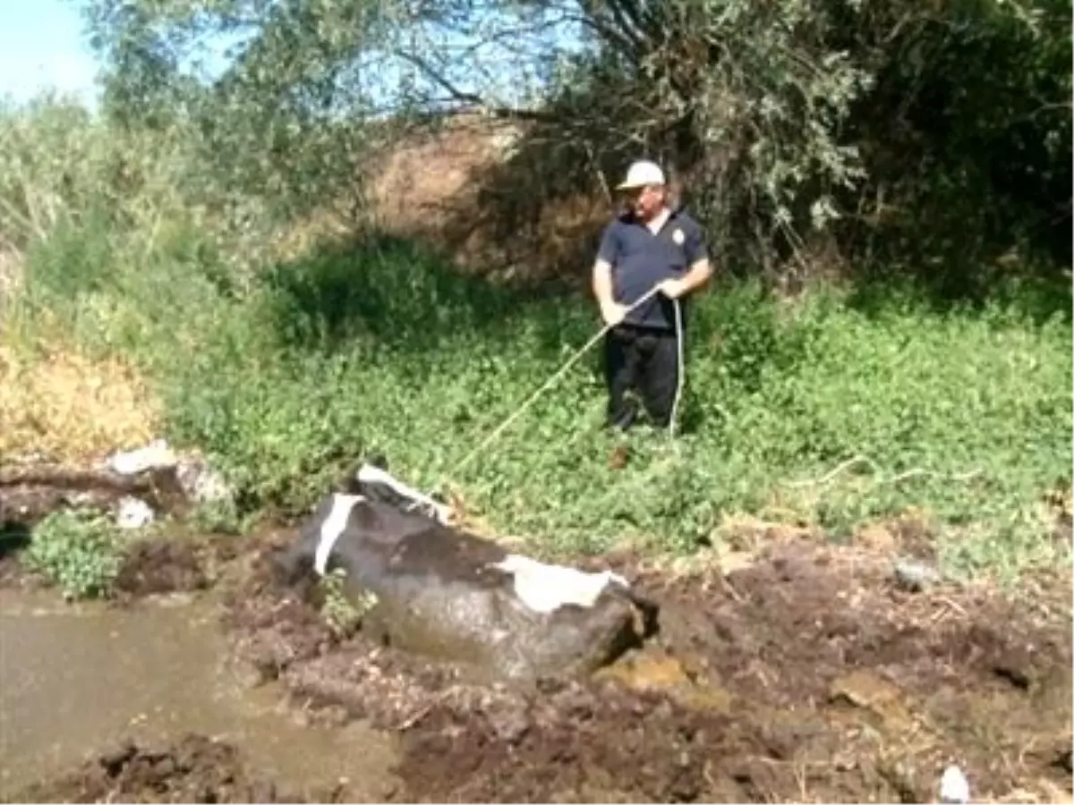 İtfaiyenin Bataklıkta İnek Kurtarma Operasyonu