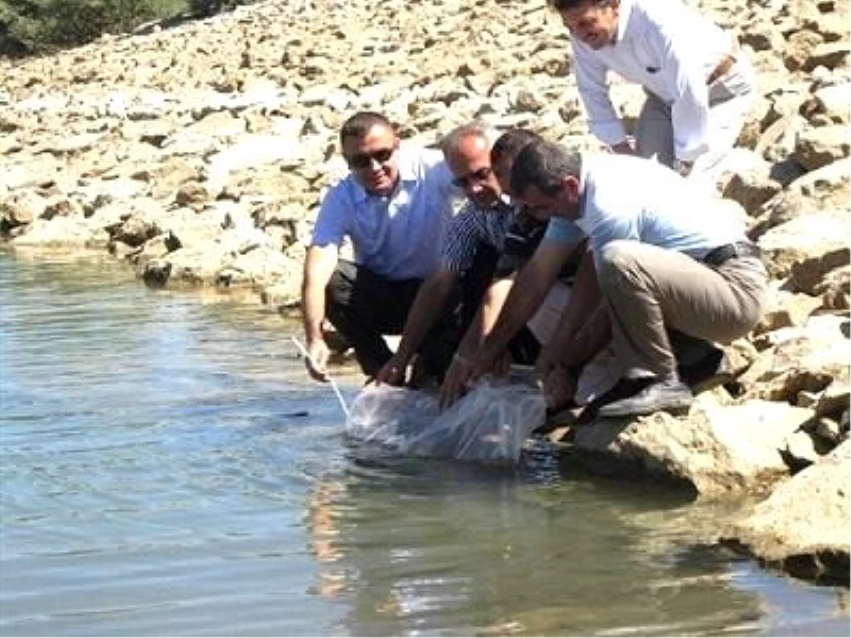 Tokat\'ta 12 Gölete 40 Bin Balık Yavrusu Bırakılı