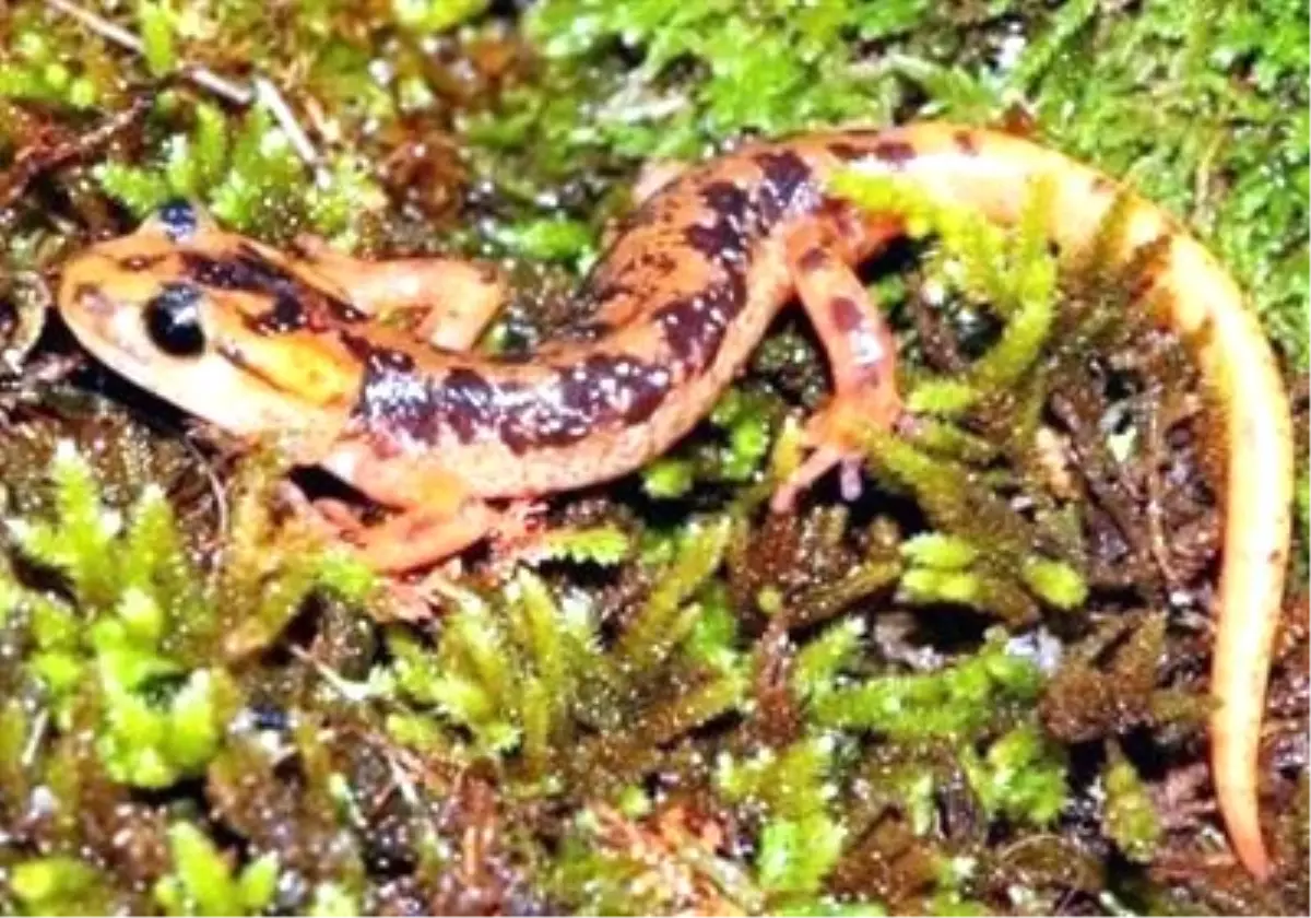 Antalya\'da Üç Semender Yok Olma Tehlikesi Yaşıyor