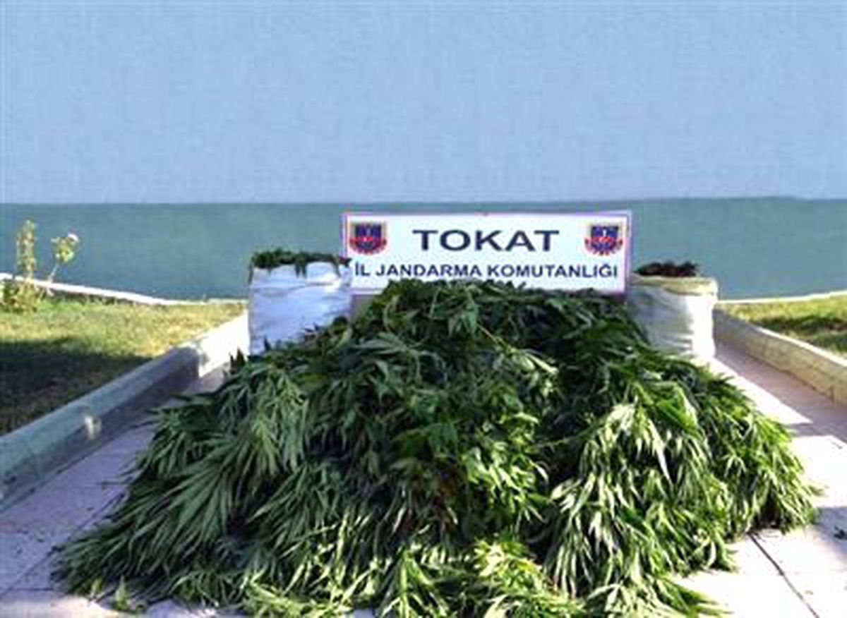 Tokat\'ta 24 Kilo Esrar Ele Geçirildi