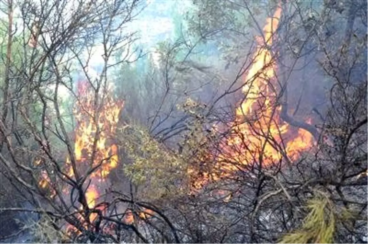 Alanya\'da Orman Yangını