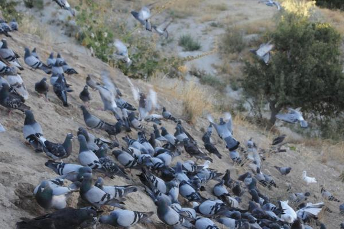 Kapadokya Güvercinlerini Mağaza Sahipleri Besliyor