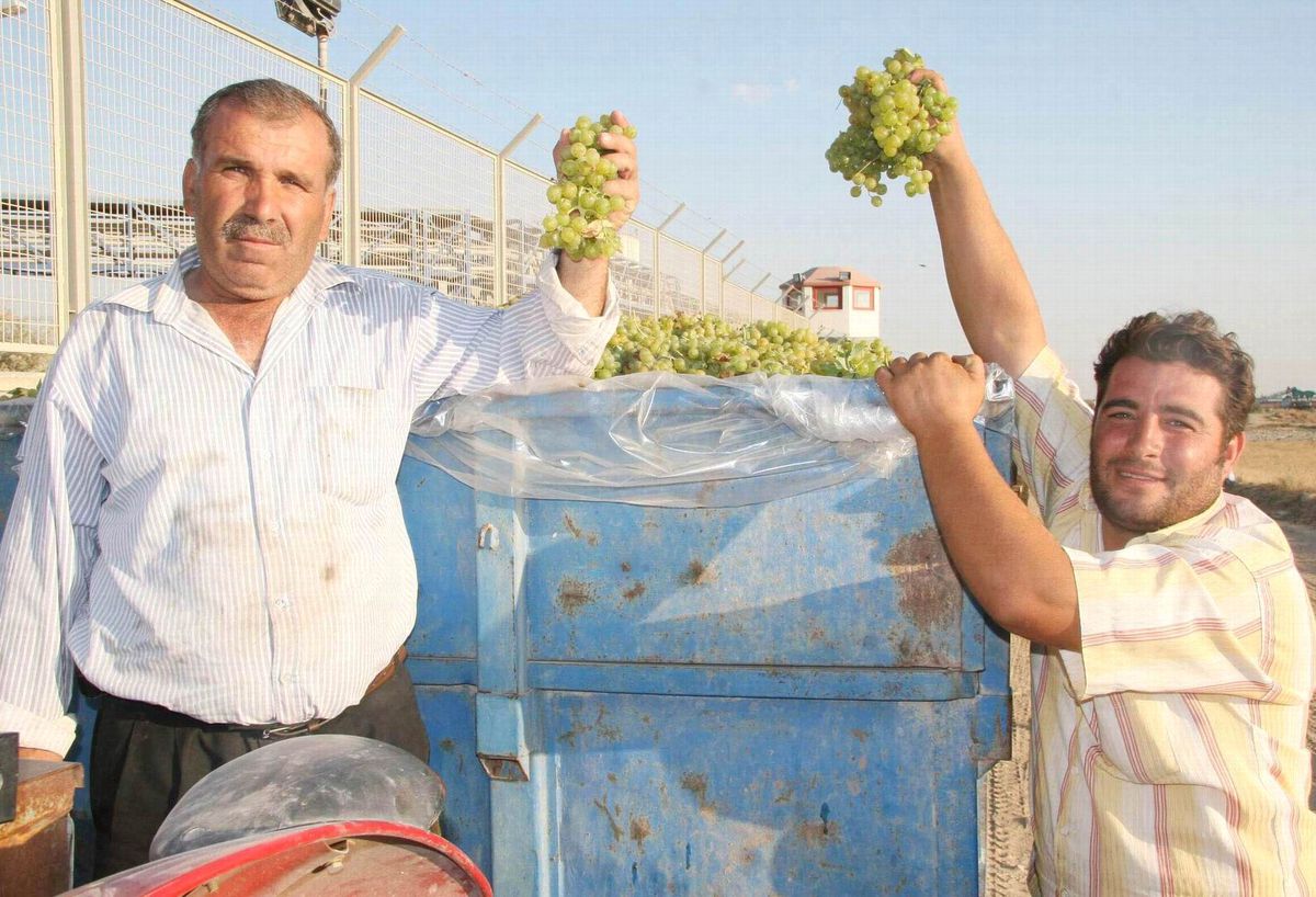 Kilis\'te Üzüm Alımları Başladı