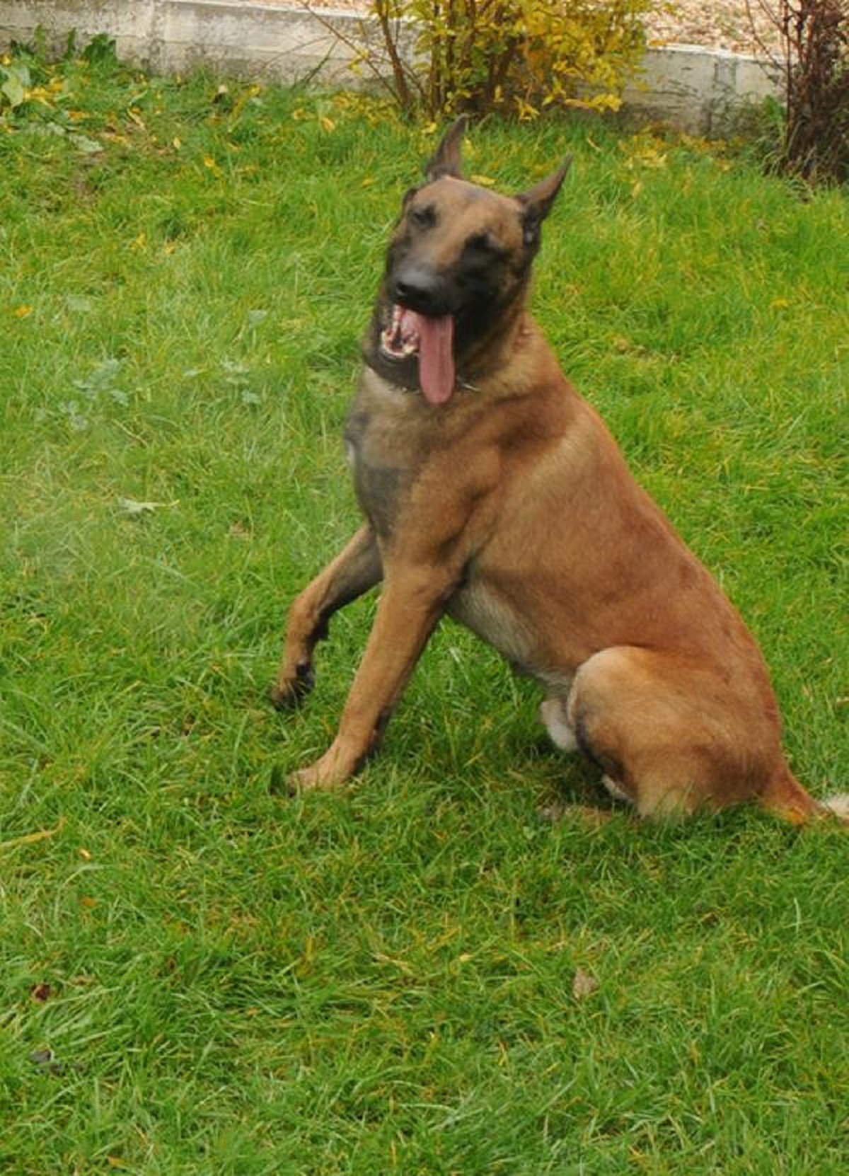 Polis Köpeği Alfa Uyuşturucuya Geçit Vermiyor
