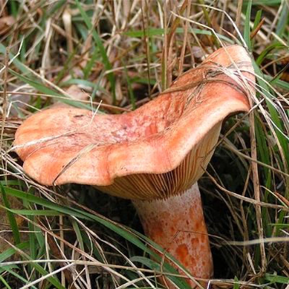 "Turfanda Çıntar" Pazara İndi