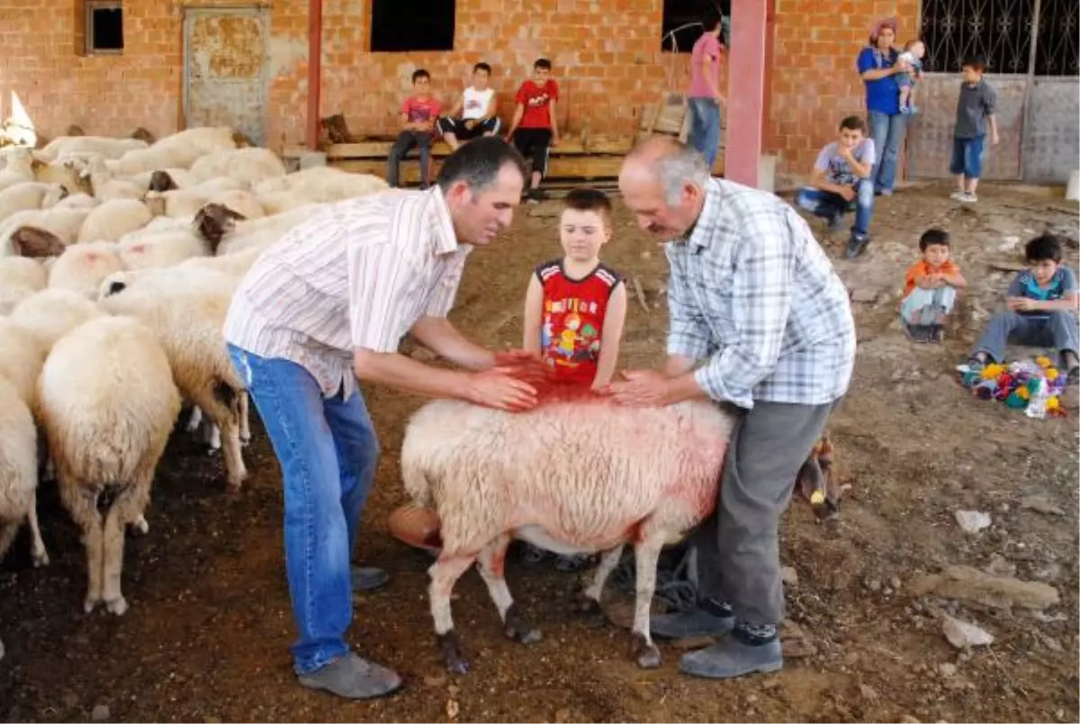 750 Yıllık 'Yünüm Büğet' Geleneği