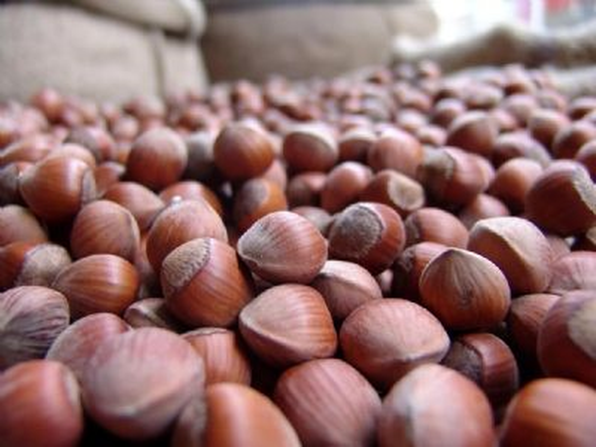 Alaplı'da Fındık Fiyatı 3 Lira 90 Kuruş