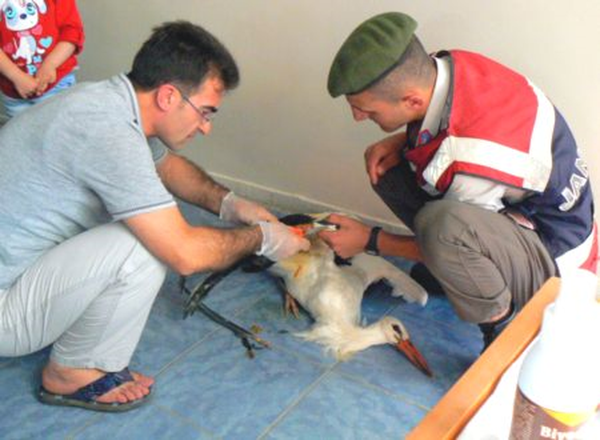Bilecik\'te Yaralı Leyleğin Yardımına Jandarma Koştu