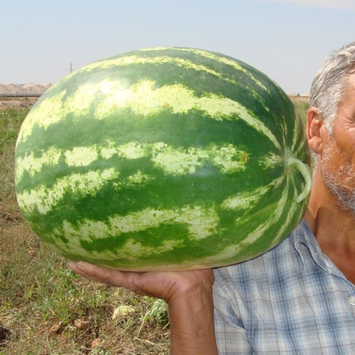 Bingöl\'de 22 Kiloluk Karpuz Yetiştirildi