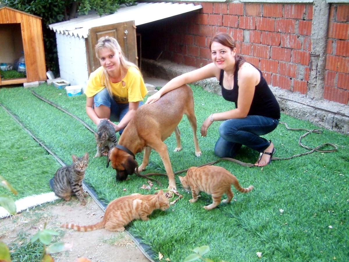 Fedakar Köpek, 5 Kedi Yavrusuna Analık Yapıyor