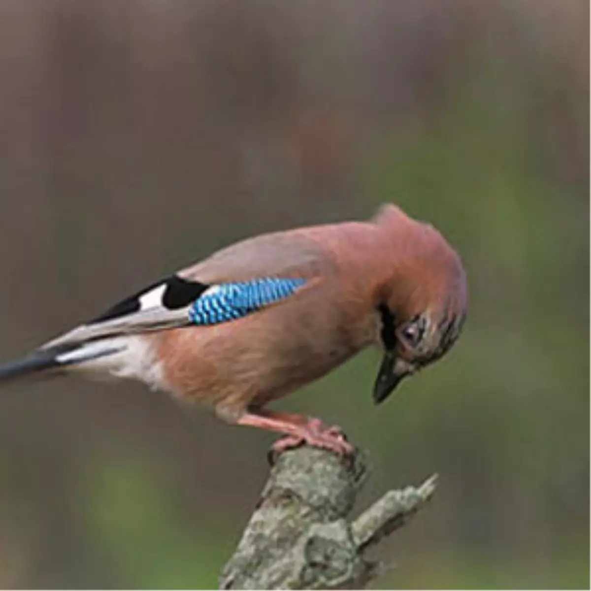 Kuşlar da Cenaze Töreni Yapıyor