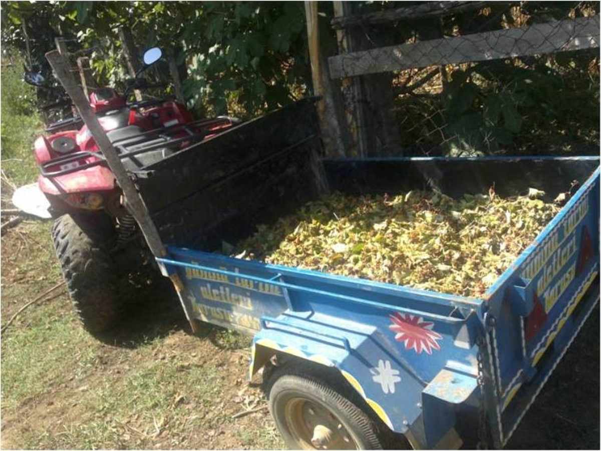 Sakarya\'da Fındık Hasadı Devam Ediyor