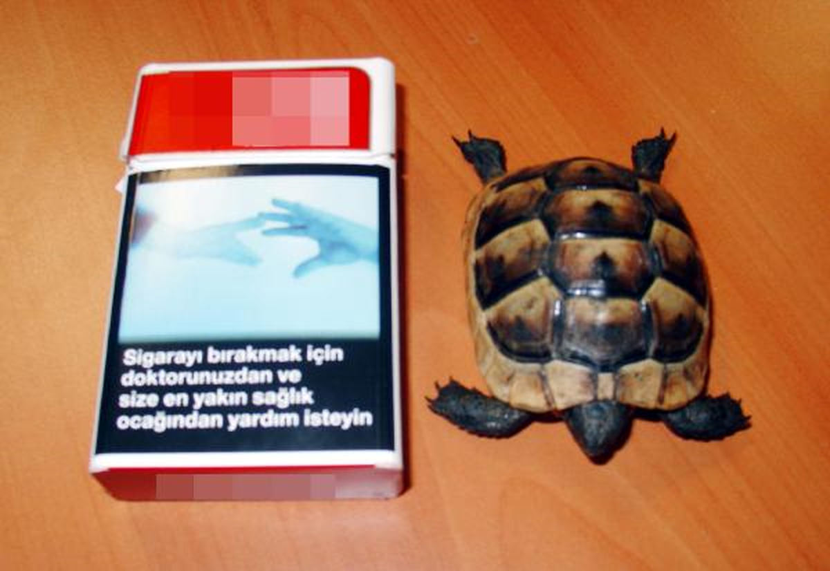 Sigara Paketinde Kaplumbağa Kaçıracaktı