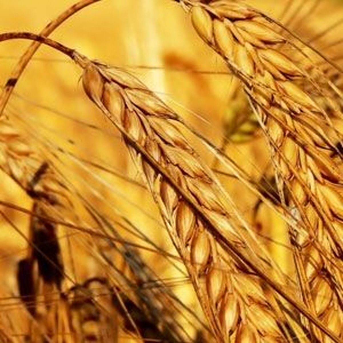 Üretici \'Proteinli Alım Sistemi\'ni Sevdi