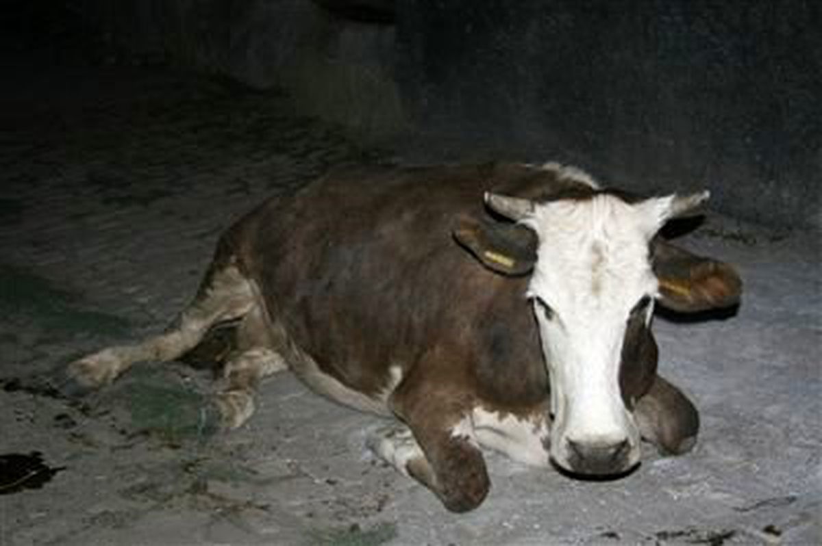 Çatıdan İnek Düştü