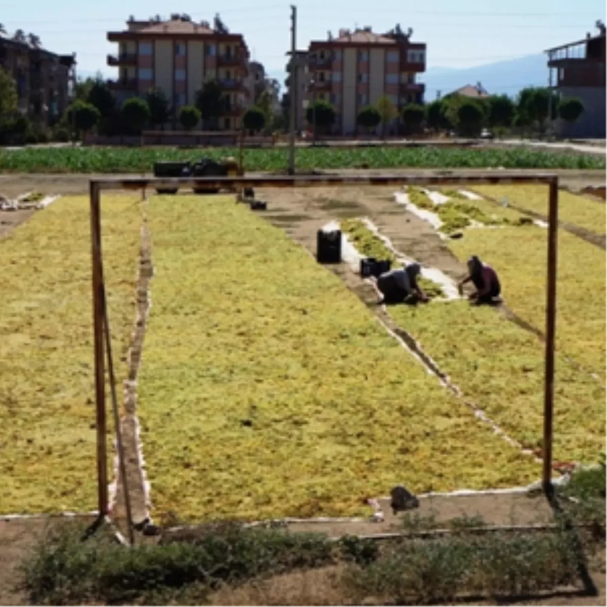 Sarıgöl\'de Futbol Sahasında Üzüm Kurutuluyor