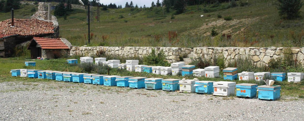 Yerli Arı Irkı Kansere Şifa Oldu
