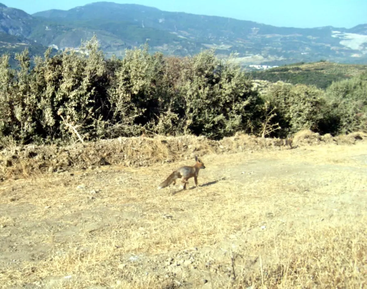 Söke\'de Tilki Yavruları Doğaya Salındı