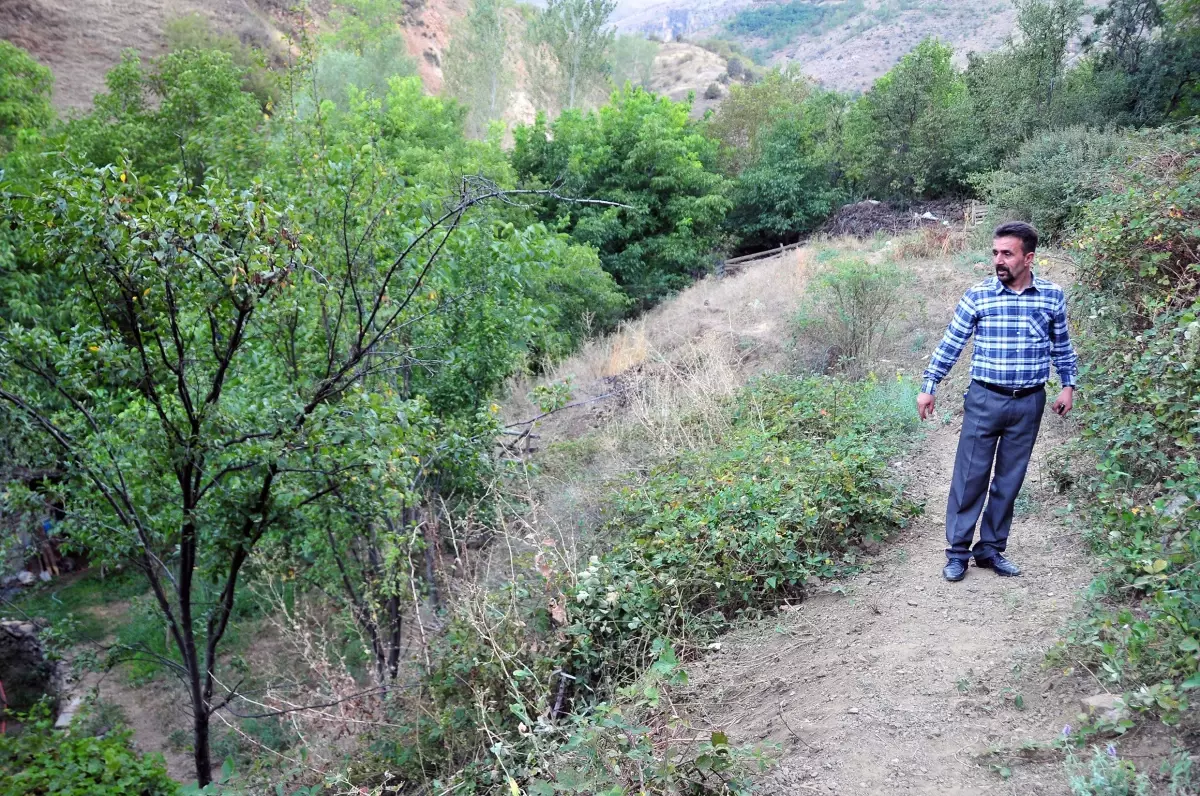 Bahçedeki İneğe Ayı Saldırdı