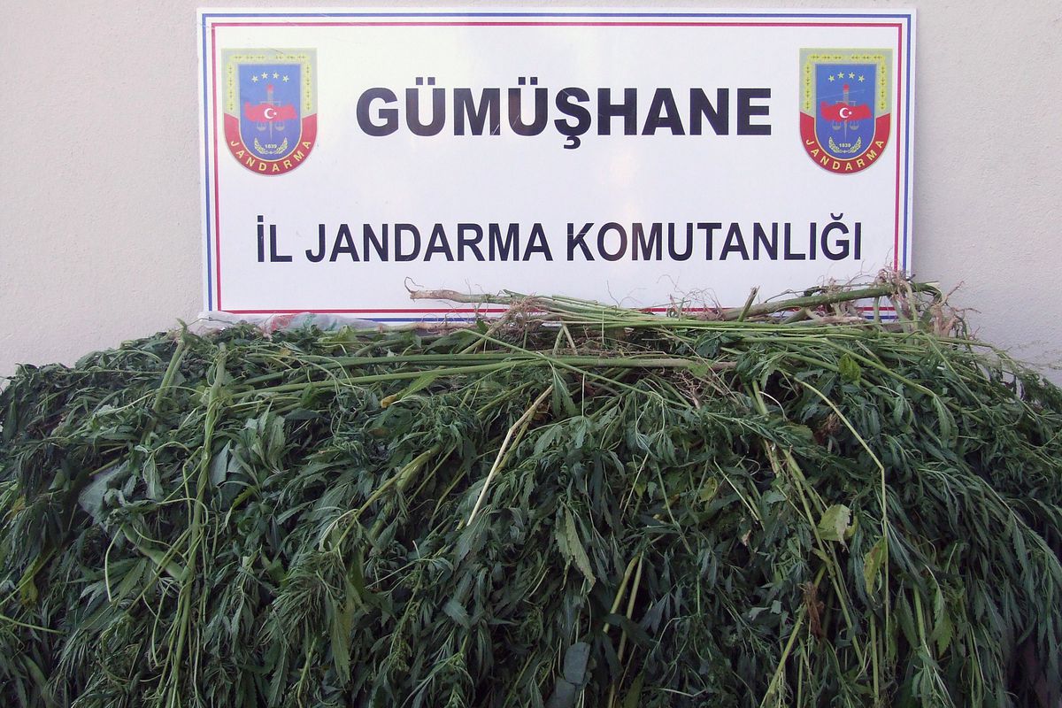 Gümüşhane\'de 947 Kök Kenevir Ele Geçirildi