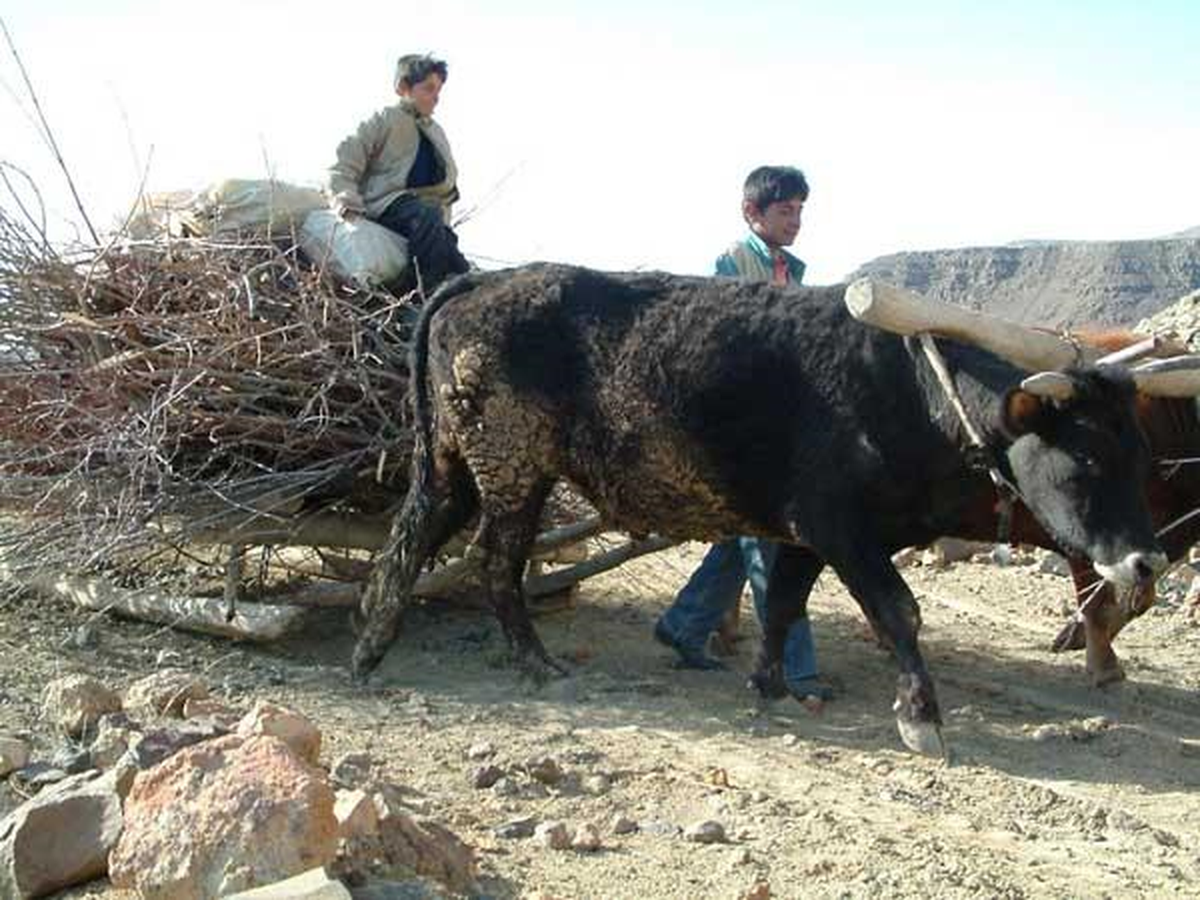 Kağnılar İş Başında