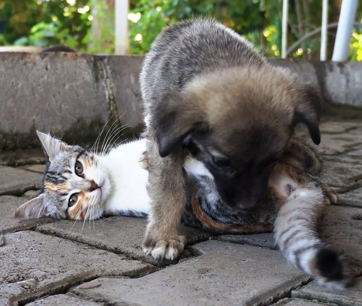 Sarıgöl\'de Kedi-Köpek Dostluğu