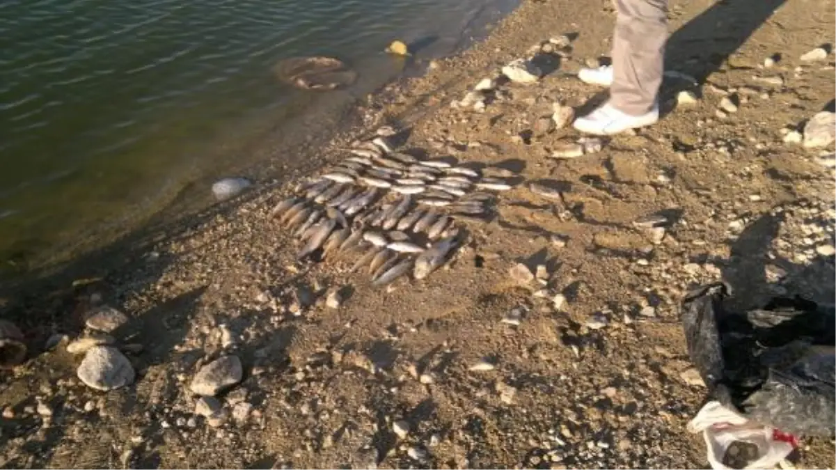 Sorgun'da Toplu Balık Ölümlerine İnceleme