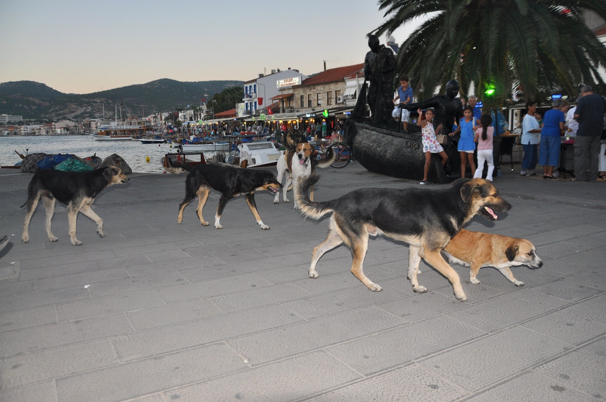 Turistik Foça\'da Sokak Köpekleri Korku Saçıyor