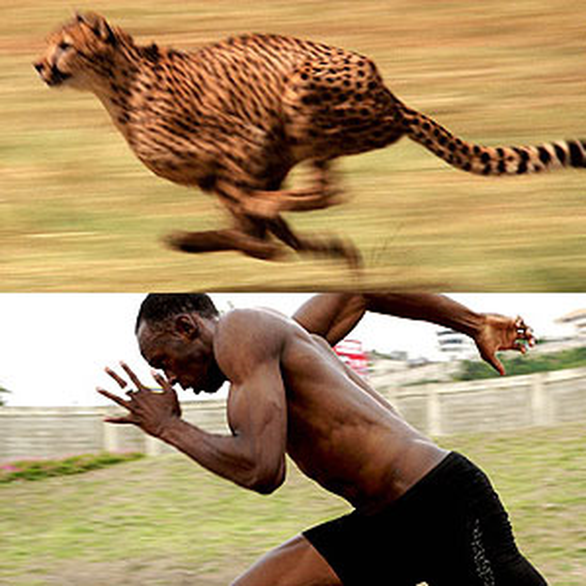 Bolt\'un Yeni Rakibi Bir Robot